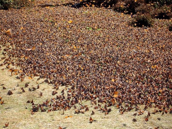 Μια άθλια Αυλή … ή κάτι πραγματικά απίστευτο